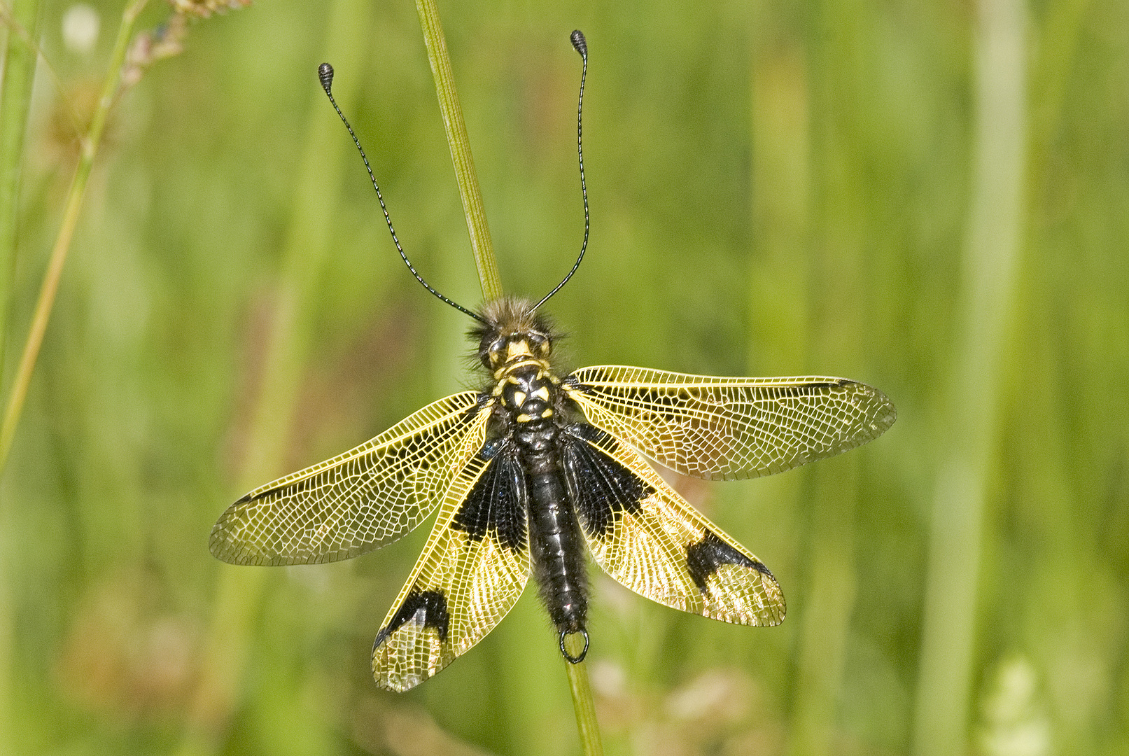 Schmetterlingshaft (Libelloides longicornis)