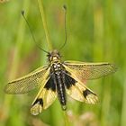 Schmetterlingshaft (Libelloides longicornis)