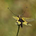 Schmetterlingshaft (Libelloides longicornis) 2