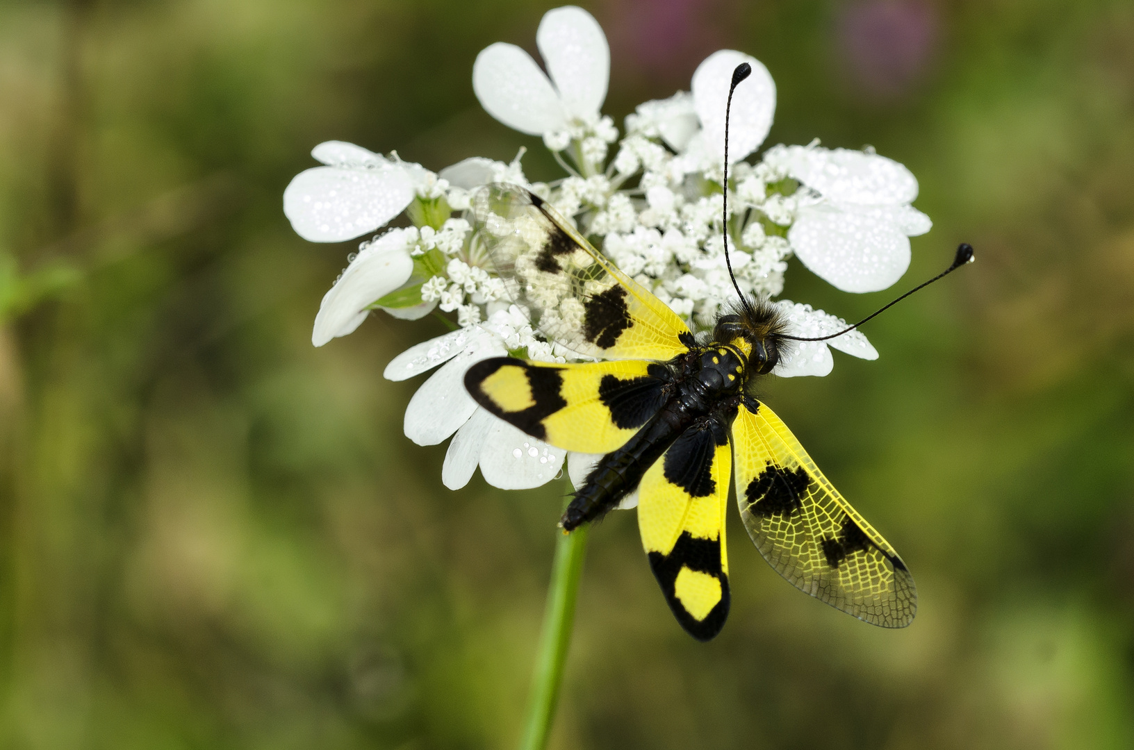 Schmetterlingshaft (Libelloides macaronius)