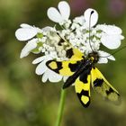 Schmetterlingshaft (Libelloides macaronius)