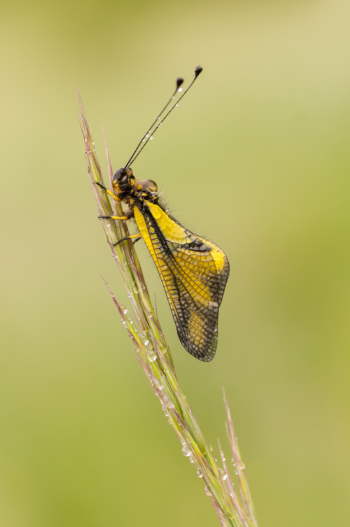 Schmetterlingshafte (Ascalaphidae)