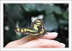 Schmetterlingshand