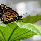 Schmetterlingshaus auf der Insel Mainau / Butterfly house @ island "Mainau" (Lake Constance)