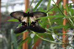 Schmetterlingshaus Biosphäre Potsdam