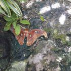 schmetterlingshaus blumeninsel mainau 2