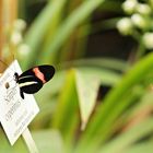 Schmetterlingshaus im Botanischen Garten (München)