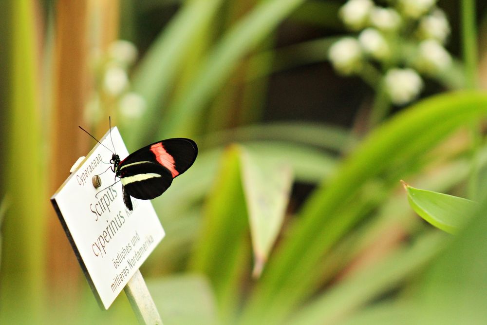 Schmetterlingshaus Im Botanischen Garten Munchen Foto Bild