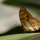 Schmetterlingshaus Mainau