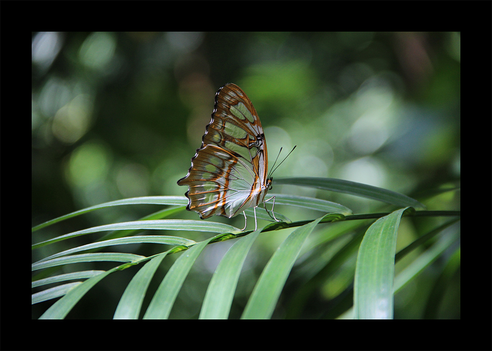 Schmetterlingshaus Xcaret Park Mexiko