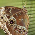 Schmetterlingshausschmetterling