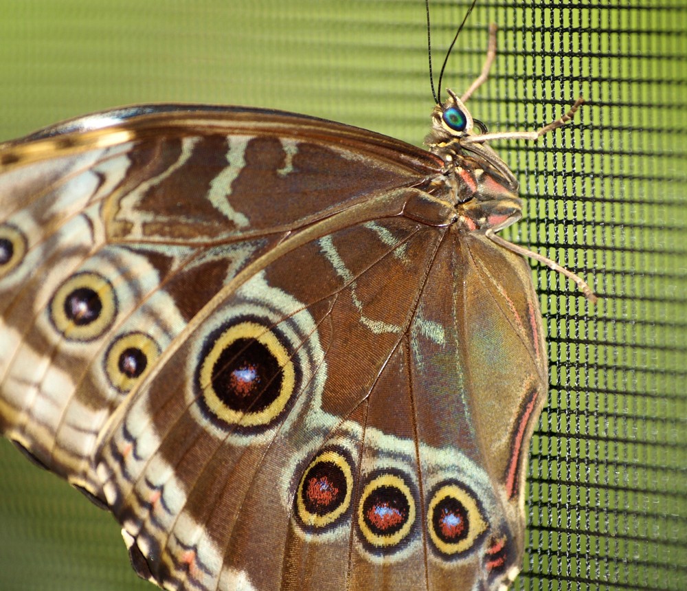 Schmetterlingshausschmetterling