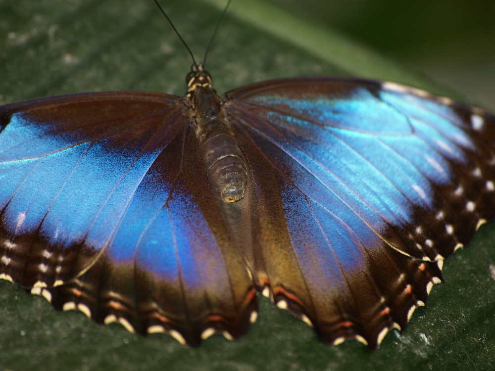 Schmetterlingshausschmetterling_1