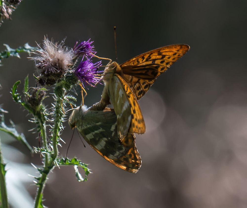 Schmetterlingshochzeit