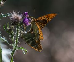 Schmetterlingshochzeit