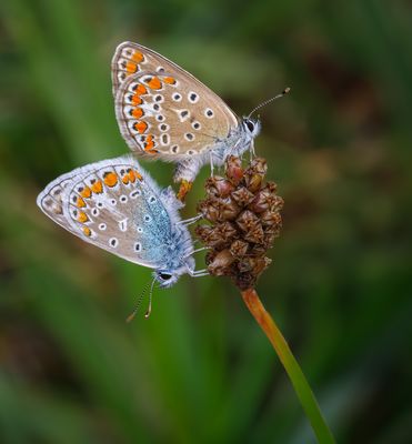 Schmetterlingshochzeit 