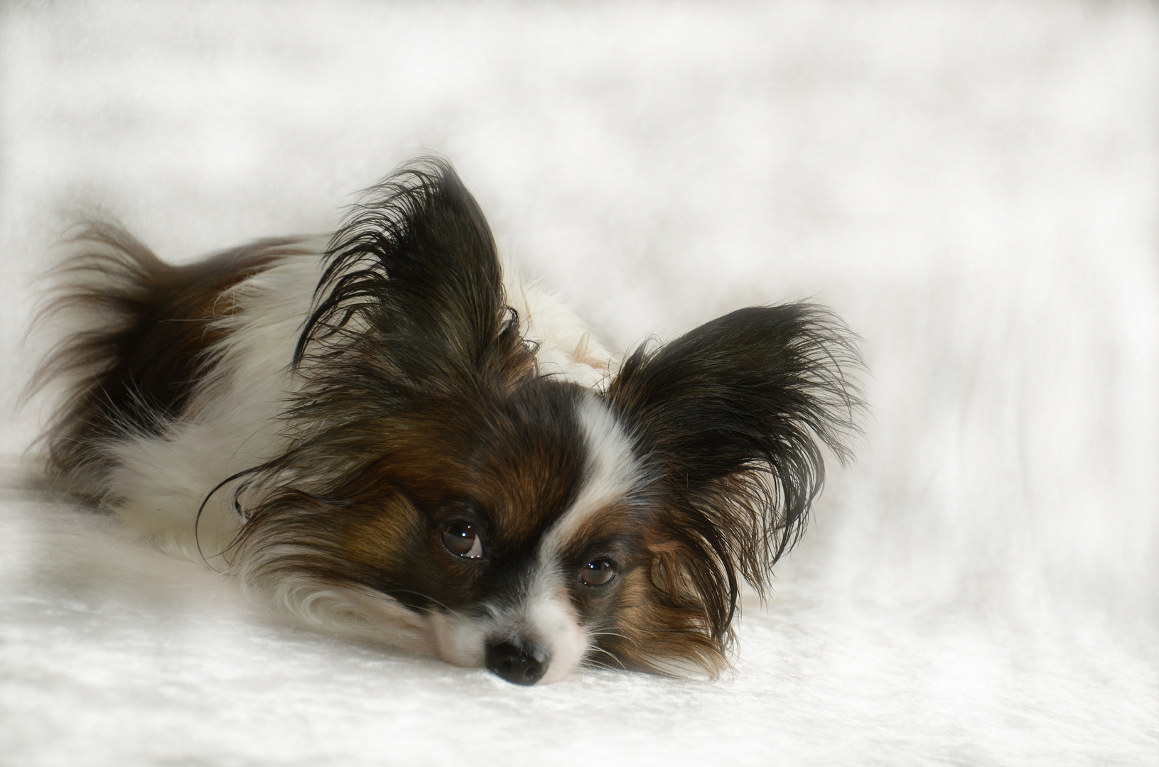 Schmetterlingshund (Papillon) Alice