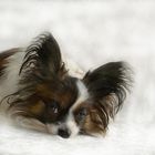 Schmetterlingshund (Papillon) Alice