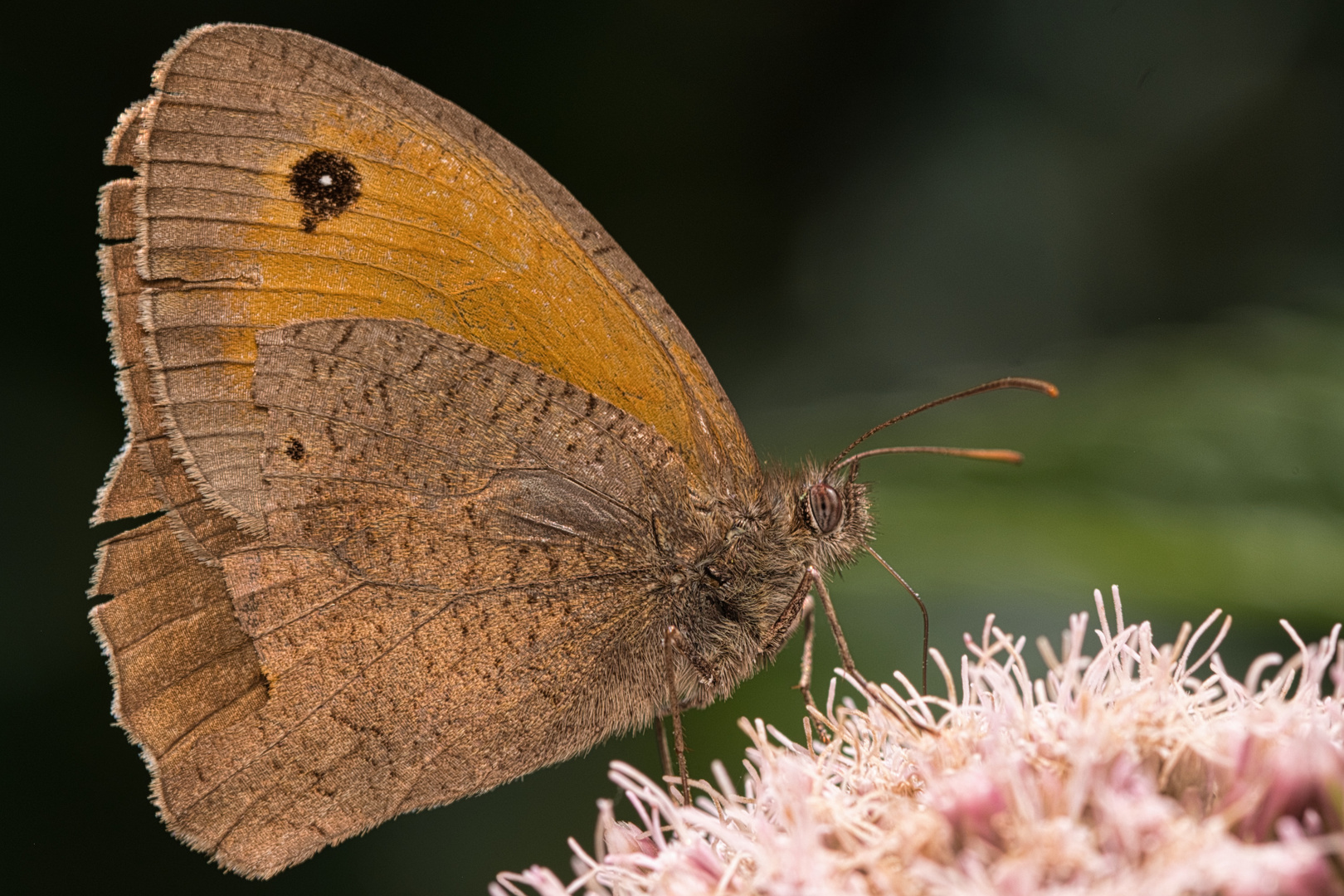 Schmetterlingsimbis