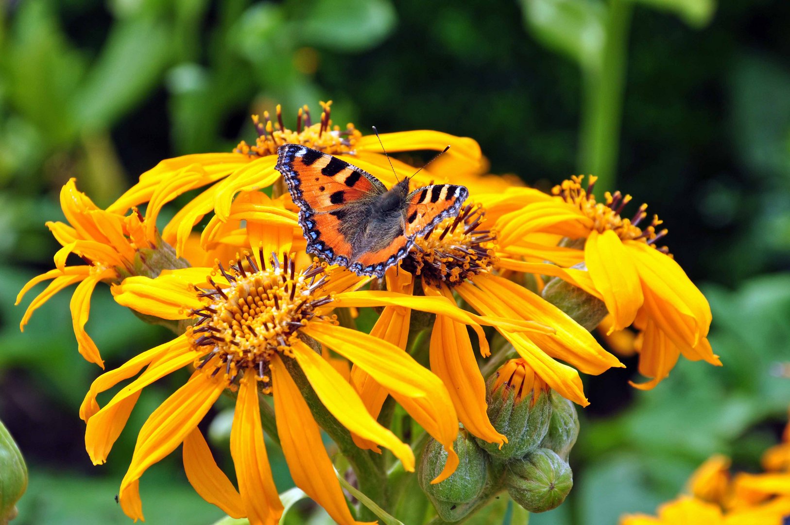 Schmetterlingsinvasion im August-Garten