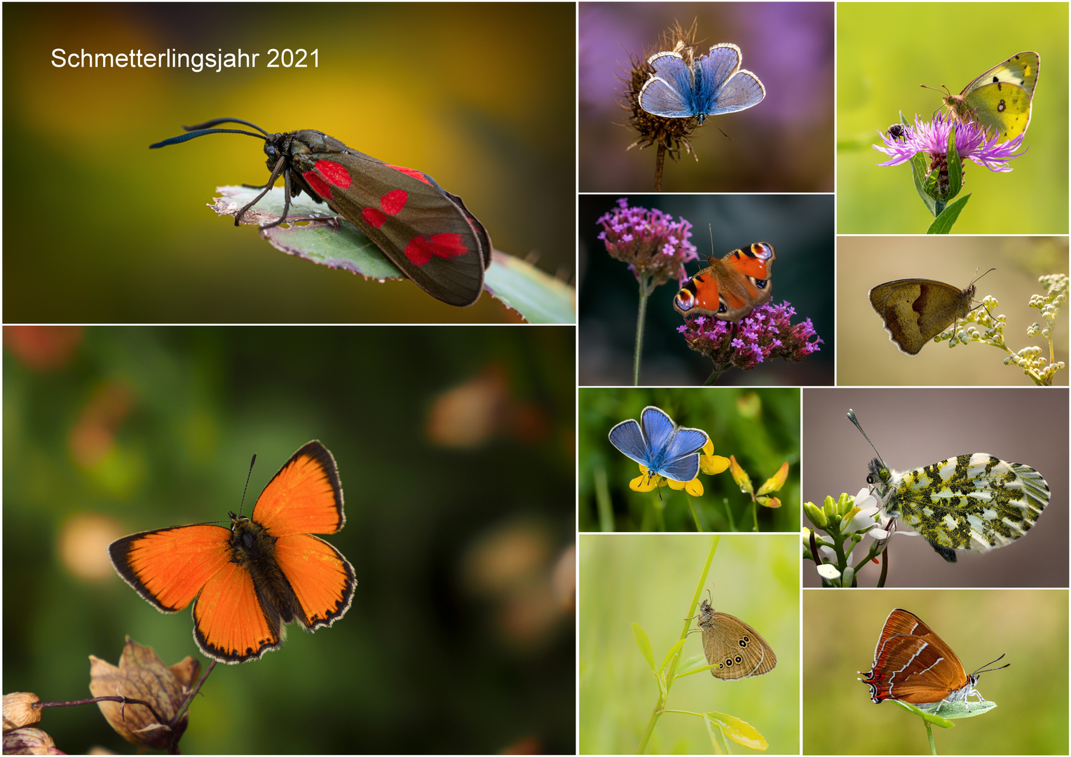 Schmetterlingsjahr 2021