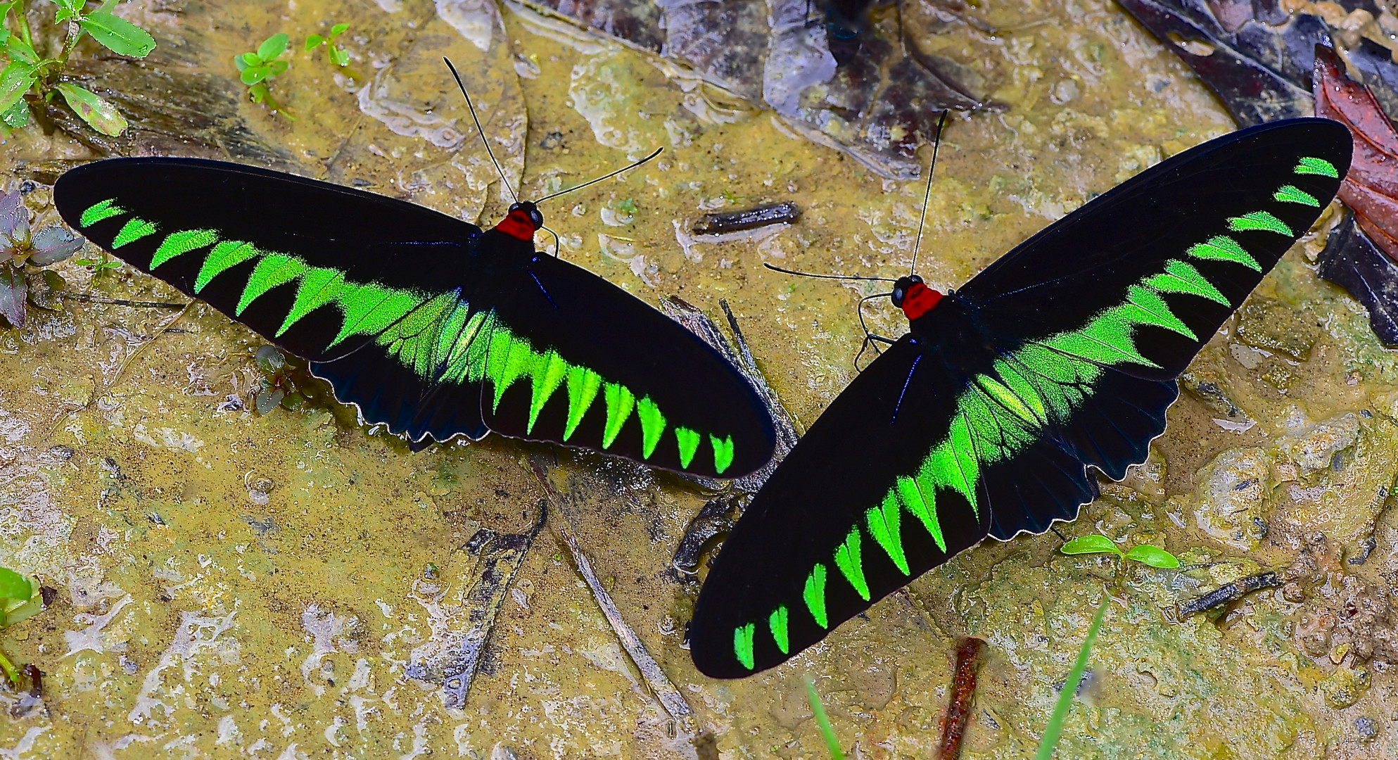 Schmetterlingskönige aus dem Tropischen Regenwald von Borneo