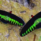 Schmetterlingskönige aus dem Tropischen Regenwald von Borneo