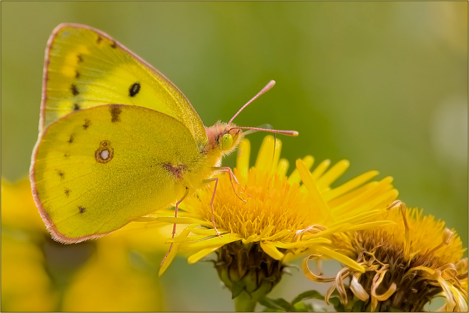 Schmetterlingsland (4) - Colias spec.