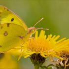 Schmetterlingsland (4) - Colias spec.