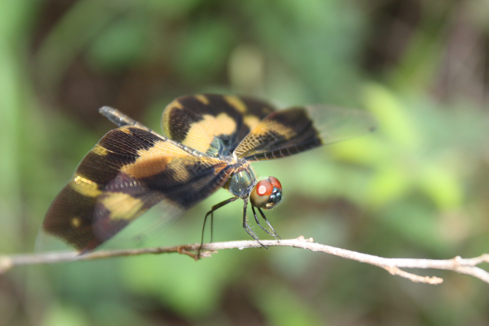 Schmetterlingslibelle auf Sri Lanka;)