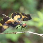 Schmetterlingslibelle auf Sri Lanka;)