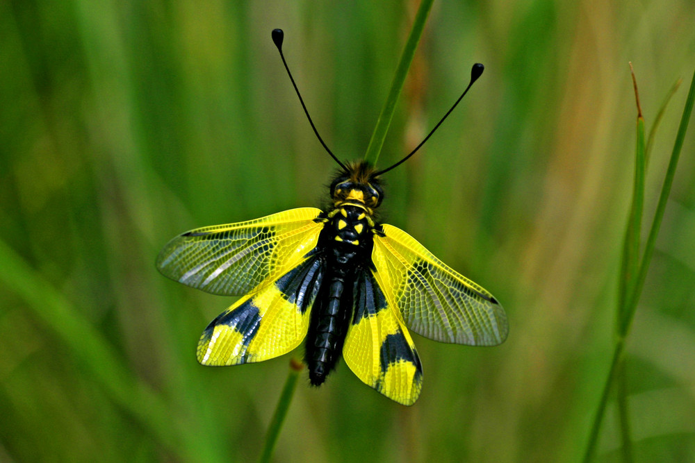 Schmetterlingslibellenhaft