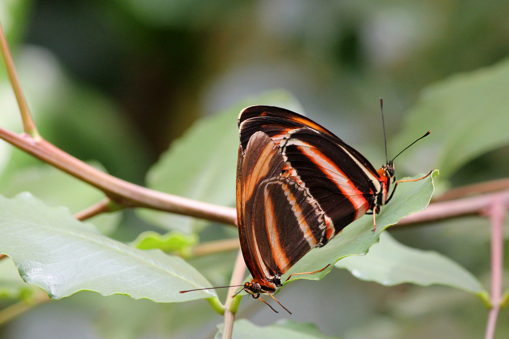 Schmetterlingsliebe