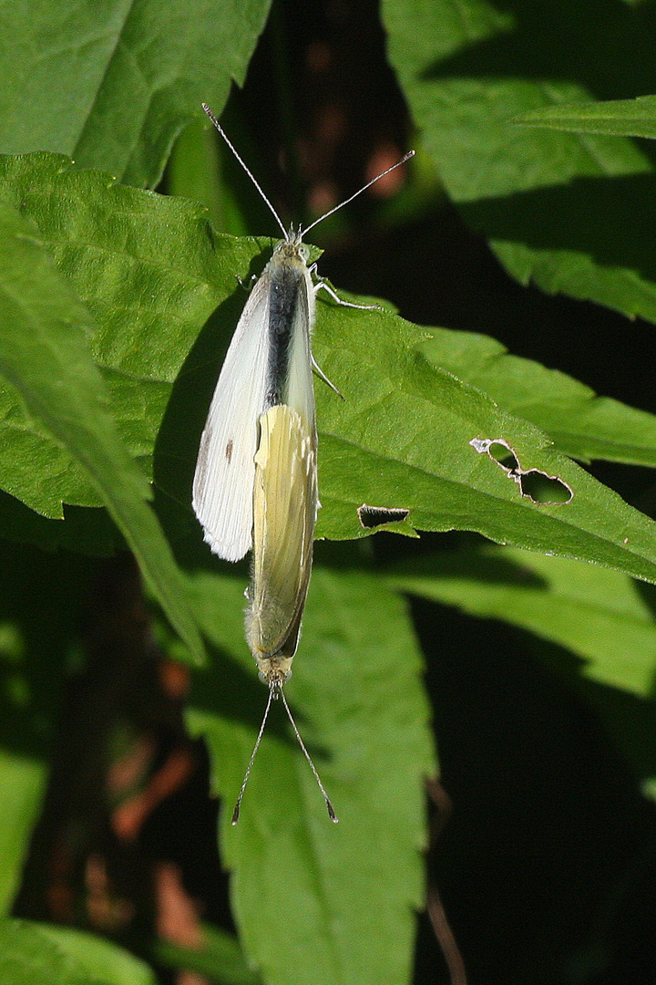 Schmetterlingsliebe