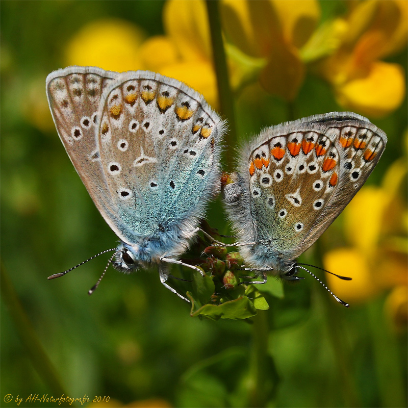 Schmetterlingsliebe...