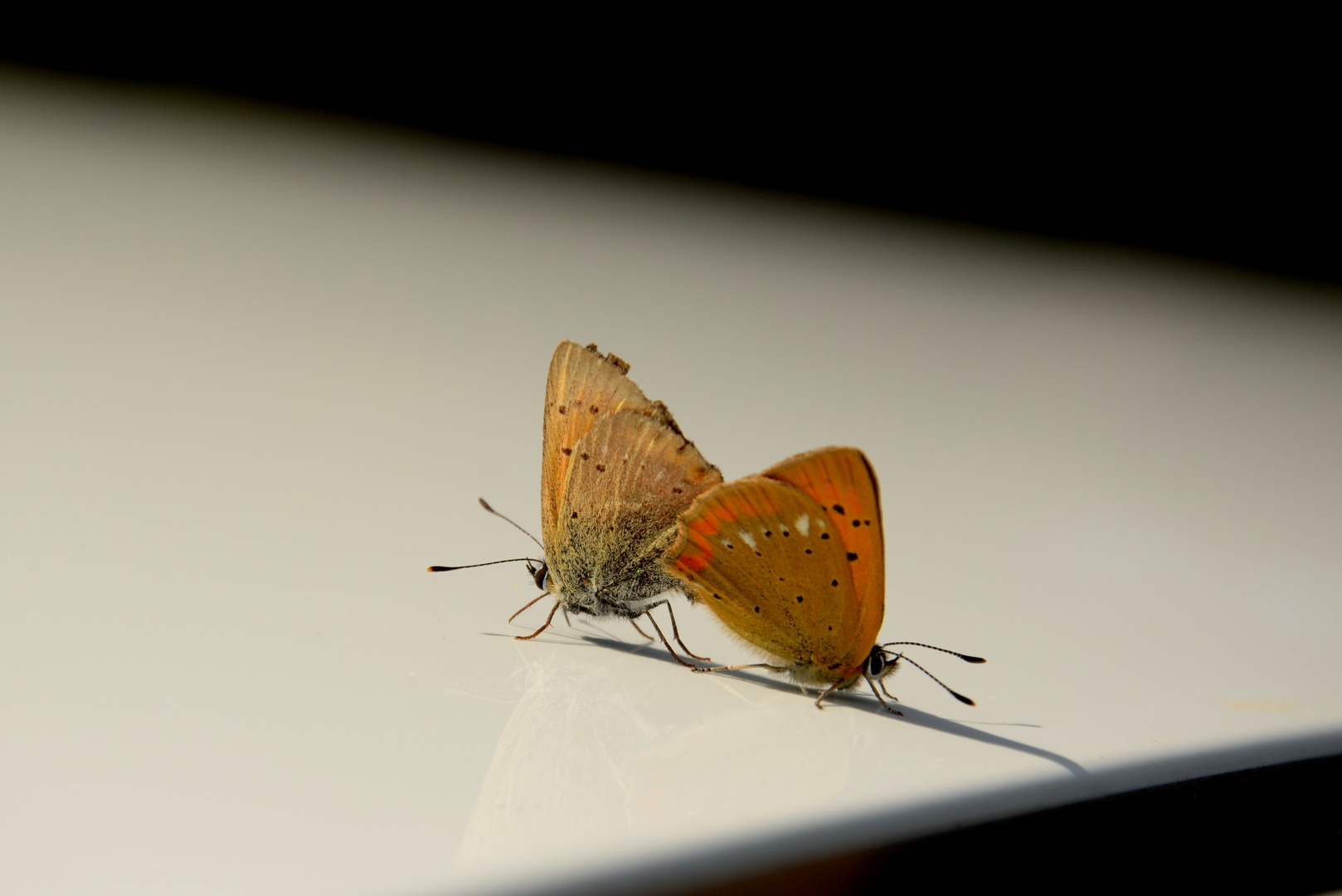 Schmetterlingsliebe auf dem Autodach