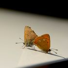Schmetterlingsliebe auf dem Autodach