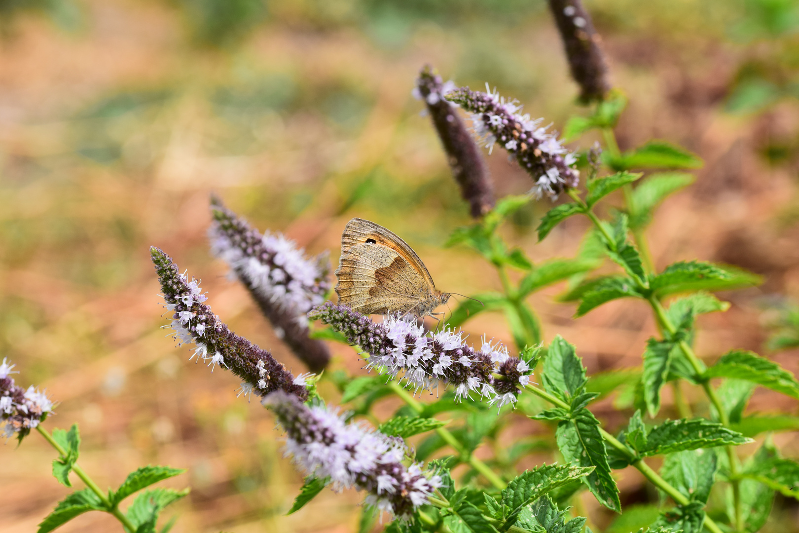 Schmetterlingsliebe