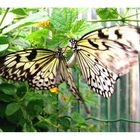 Schmetterlingsliebe