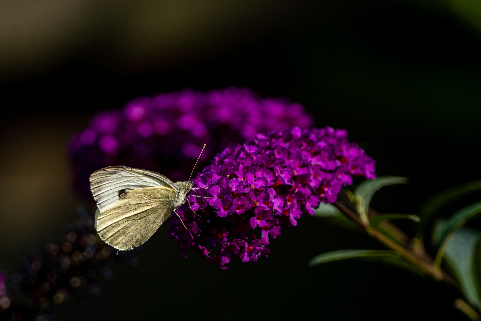 Schmetterlingsmagnet im Garten