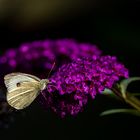 Schmetterlingsmagnet im Garten