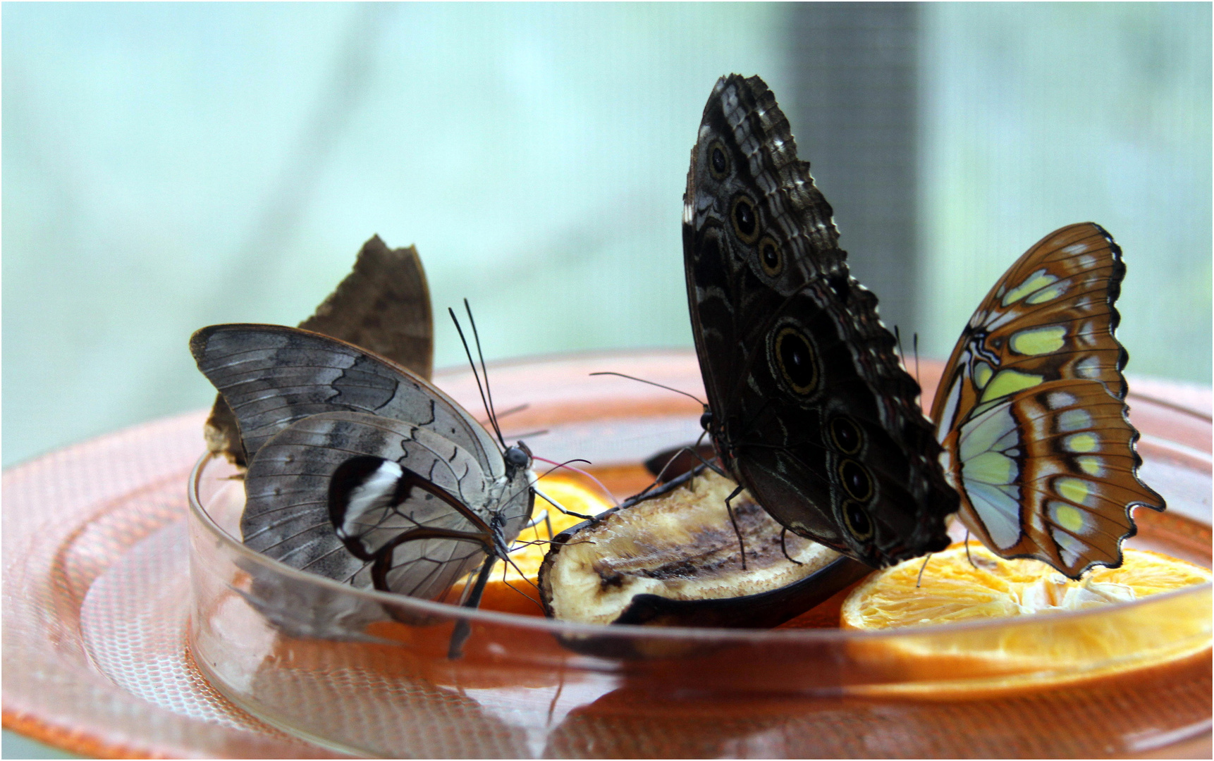 Schmetterlingsmahlzeit