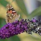 Schmetterlingsmahlzeit auf dem Schmetterlingsflieder