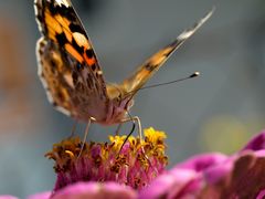 Schmetterlingsmakro