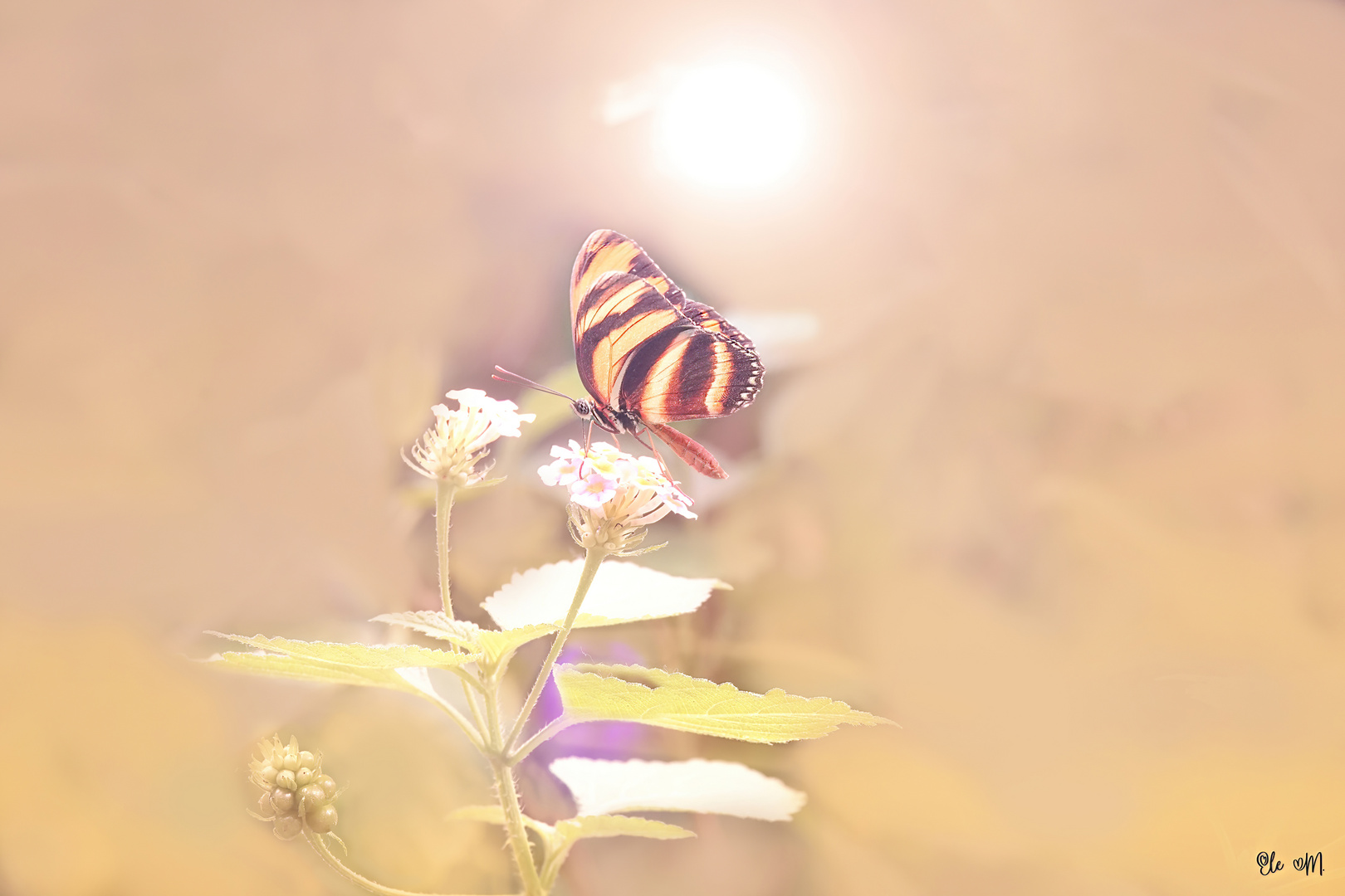 Schmetterlingsmiwoblü