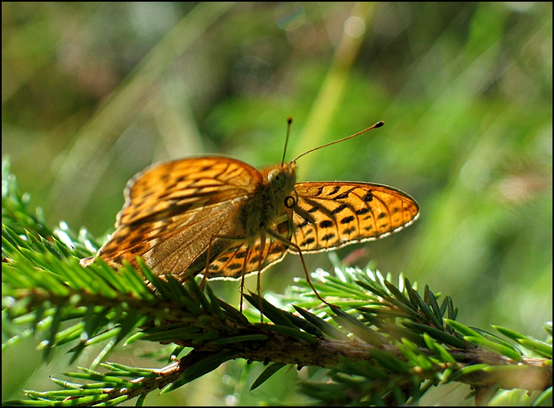 Schmetterlingsmodel