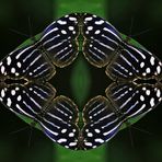Schmetterlingsmosaik