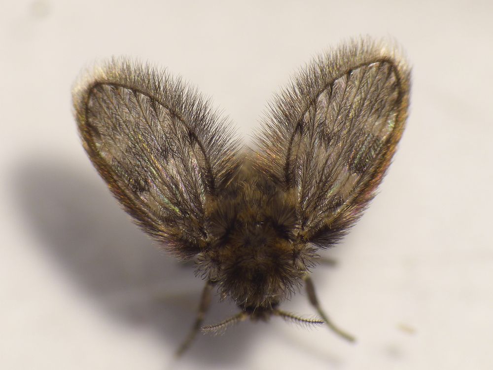 Schmetterlingsmücke (Pericoma fuliginosa)