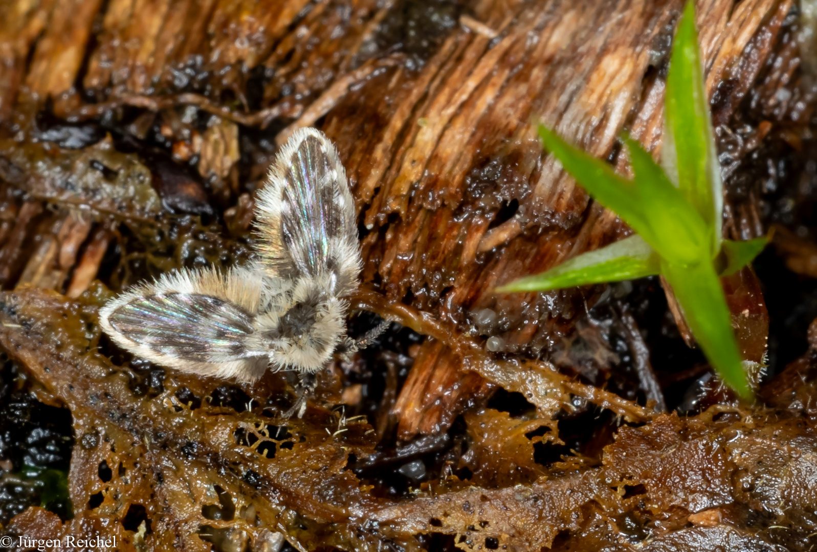 Schmetterlingsmücke (Phsychodidae indet.) 