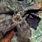 Schmetterlingsmücke (Psychodidae) - ein Winzling! - La mouche à drains.